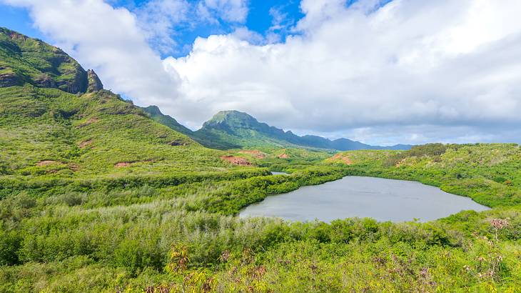 Pond surrounded by lush greenery at the foot of a tropical mountain