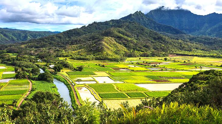 Taro fields and irrigation at the foot of green mountains