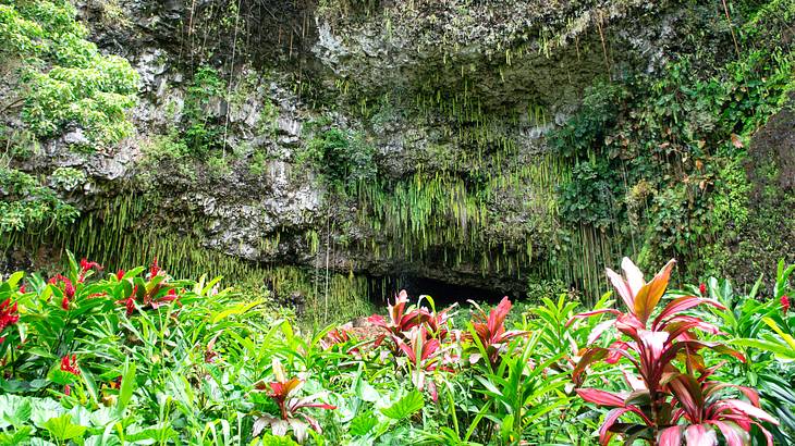 Plants in front and ferns hanging down a cave