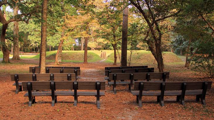 6 benches in the middle of a forest