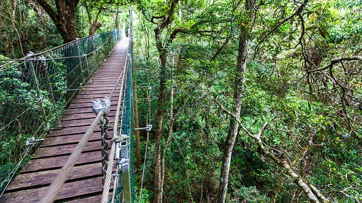 A hanging wooden walkway with trees on either side A hanging wooden walkway with trees on either side