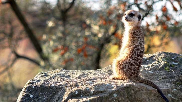 A meerkat standing on a rock amongst leafy green trees