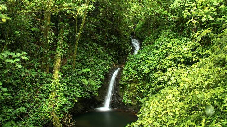 A waterfall in the jungle surrounded by lush greenery