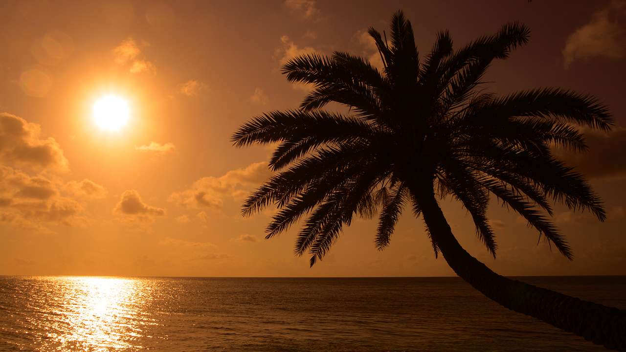 Palm tree silhouette in the foreground of the ocean during sunset