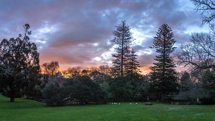 The sun setting over trees and a green lawn