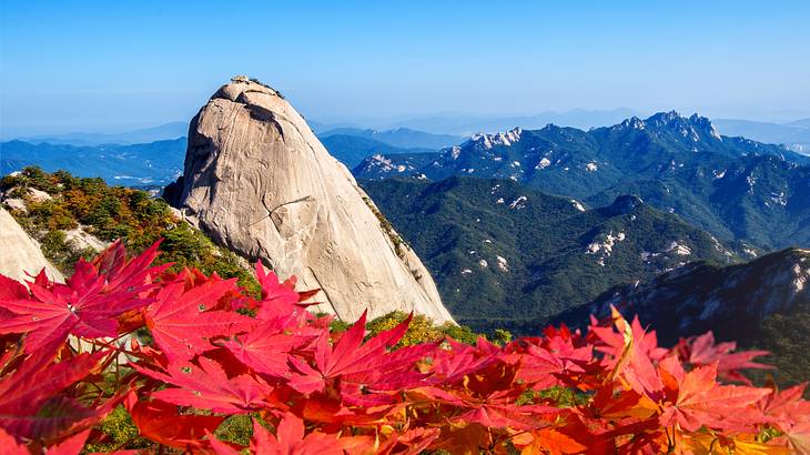 Red flowers in front of a peak and a mountainous landscape at the back