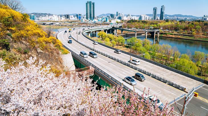Looking over cherry blossoms on a highway with cars, city buildings, and blue sky