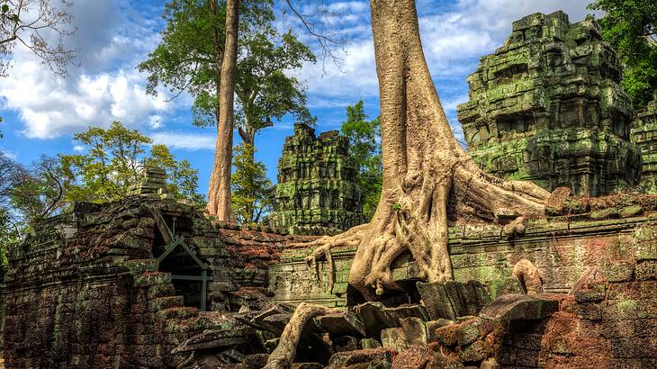 A large tree trunk growing over old temple ruins against a partly cloudy sky