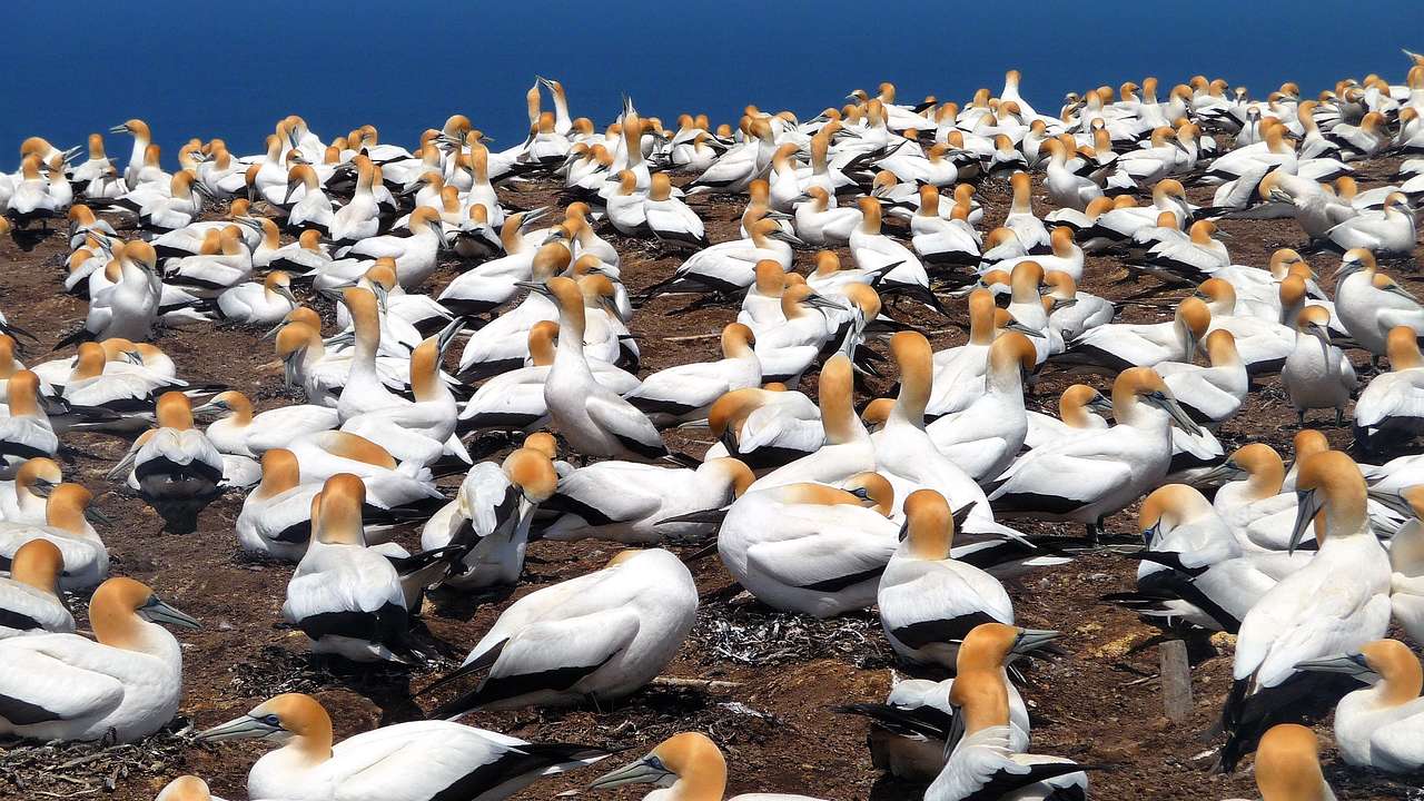Large Gannet Colony, Muriwai, New Zealand