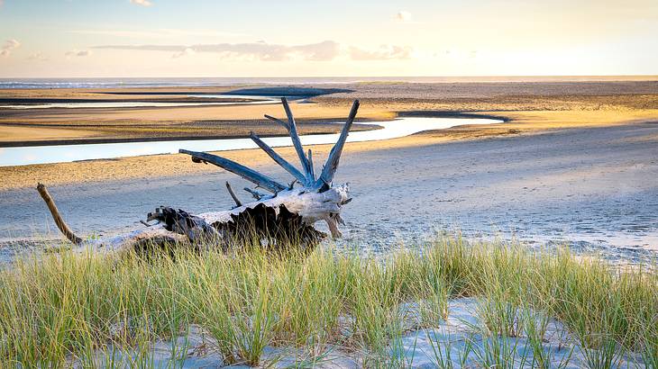 Pakiri Beach, Auckland, New Zealand