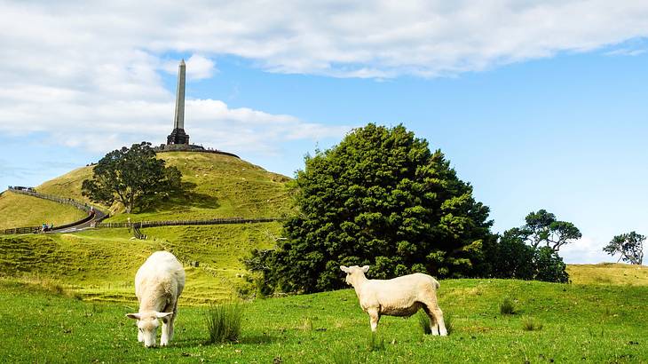 Sheep grazing, One Tree Hill, Auckland, New Zealand