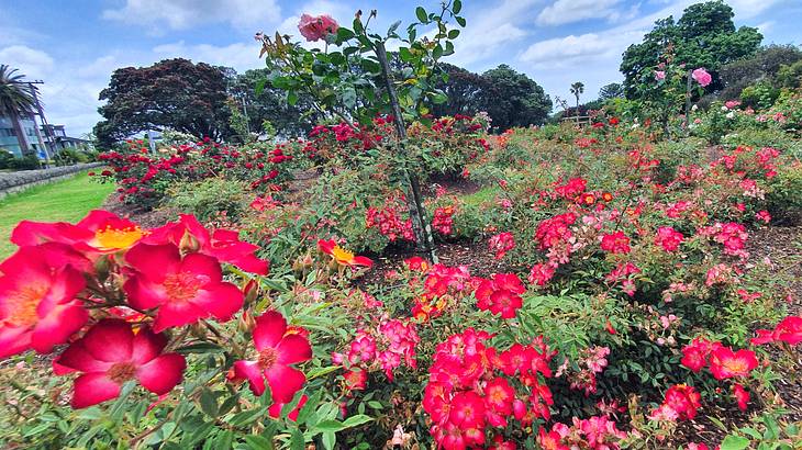 Parnell Rose Garden, Auckland, New Zealand