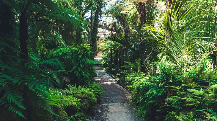 The Domain, Auckland, New Zealand