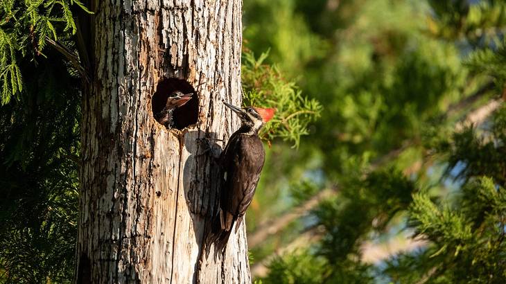 A woodpecker bird, Dryocopus pileatus, feeding baby chicks in a hole on a pine tree