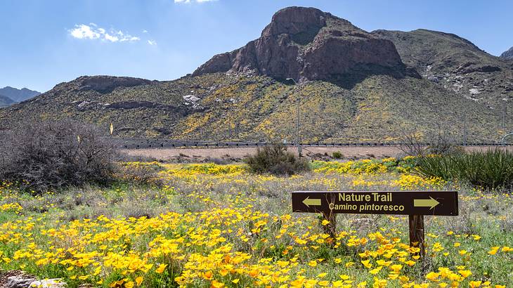 A field of yellow flowers with a sign in front of a rocky outcrop