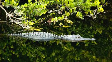 An alligator in the water with a green plant in the background
