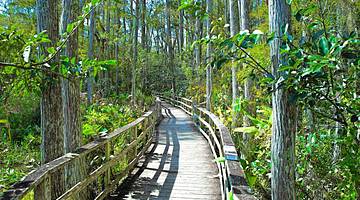 A wooden bridge going through a green forest