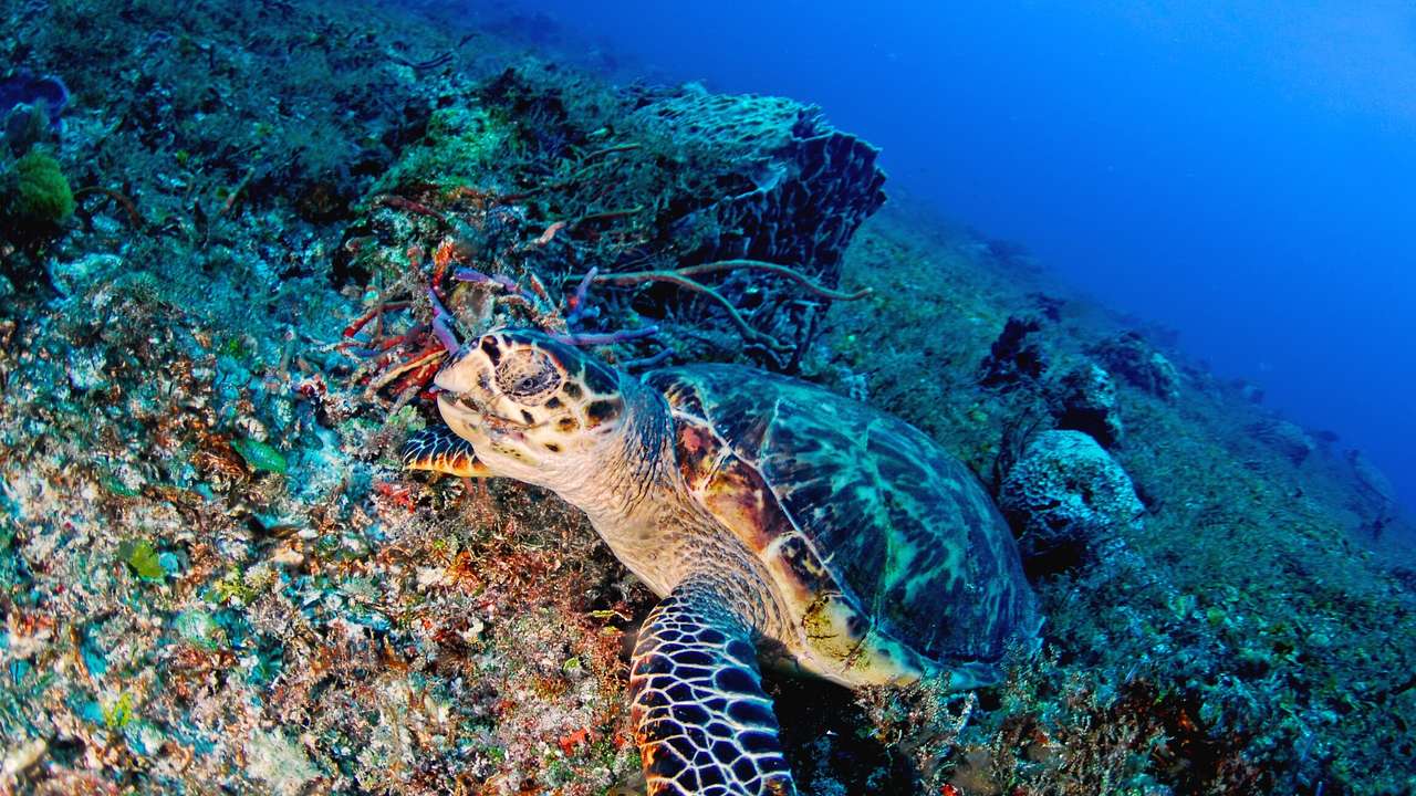 A sea turtle on a reef under the ocean