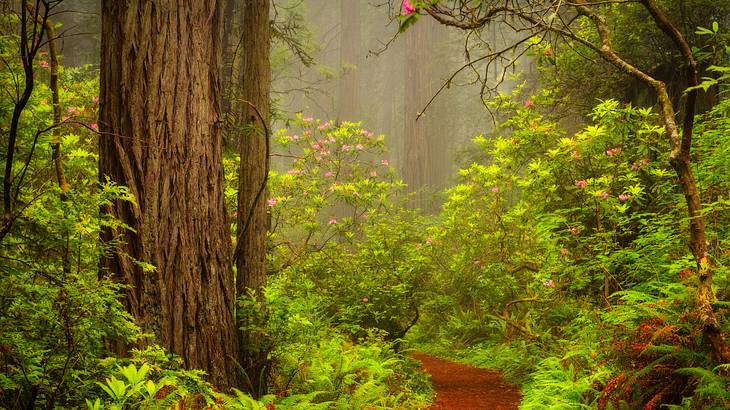 Spring is the best time to visit Redwood National and State Parks to see flora