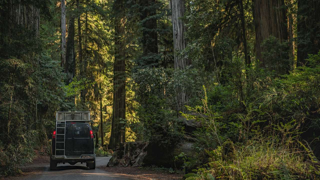 A car driving along a road surrounded by redwood trees