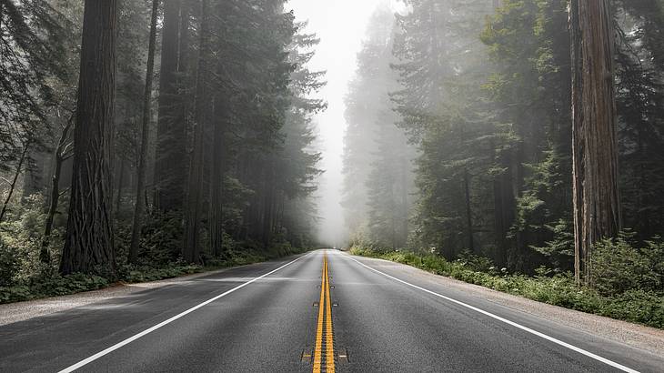 Tall redwoods surrounding a road covered in fog