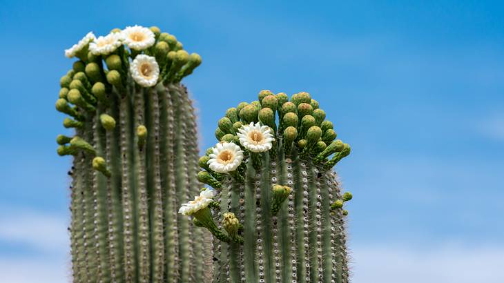 Saguaro cacti with white and yellow flowers next to a blue sky