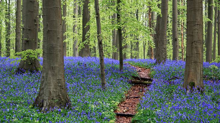 A pathway amid a carpet of bluebell flowers and some beech trees