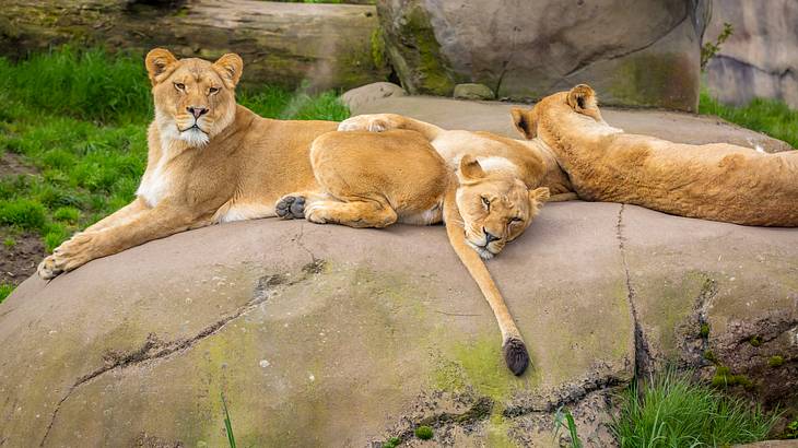 A female lion sitting on a rock with two other lions next to her