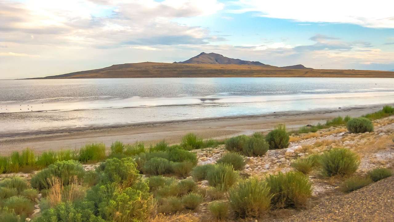 Green shrubs in the sand next to water with a mountain in the distance