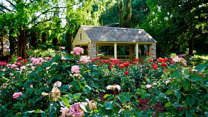 A small house-like structure surrounded by greenery and pink and red roses