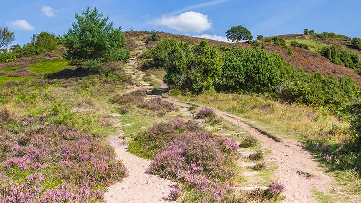 A walking path surrounded by purple heath in bloom on a hill