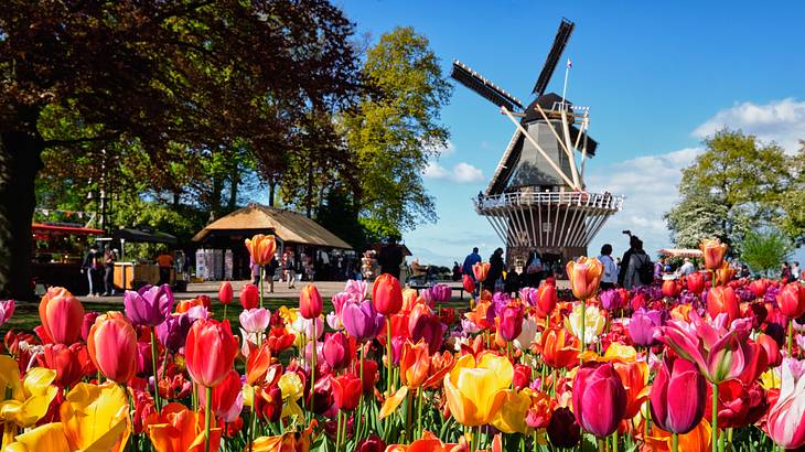 A bed of colorful tulips with a tall windmill in the background