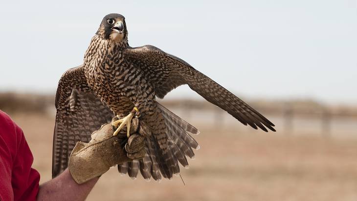 A peregrine falcon sitting on a gloved hand with a blurred background behind