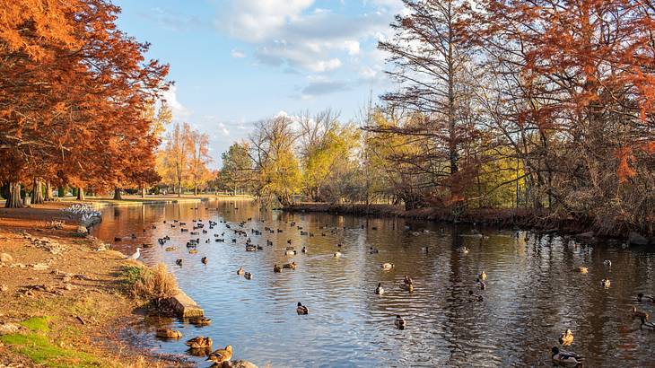 A pond with ducks on it surrounded by fall trees under a blue sky with clouds