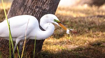 A white Great egret bird with a snail in its beak, on grass & in front of a trunk