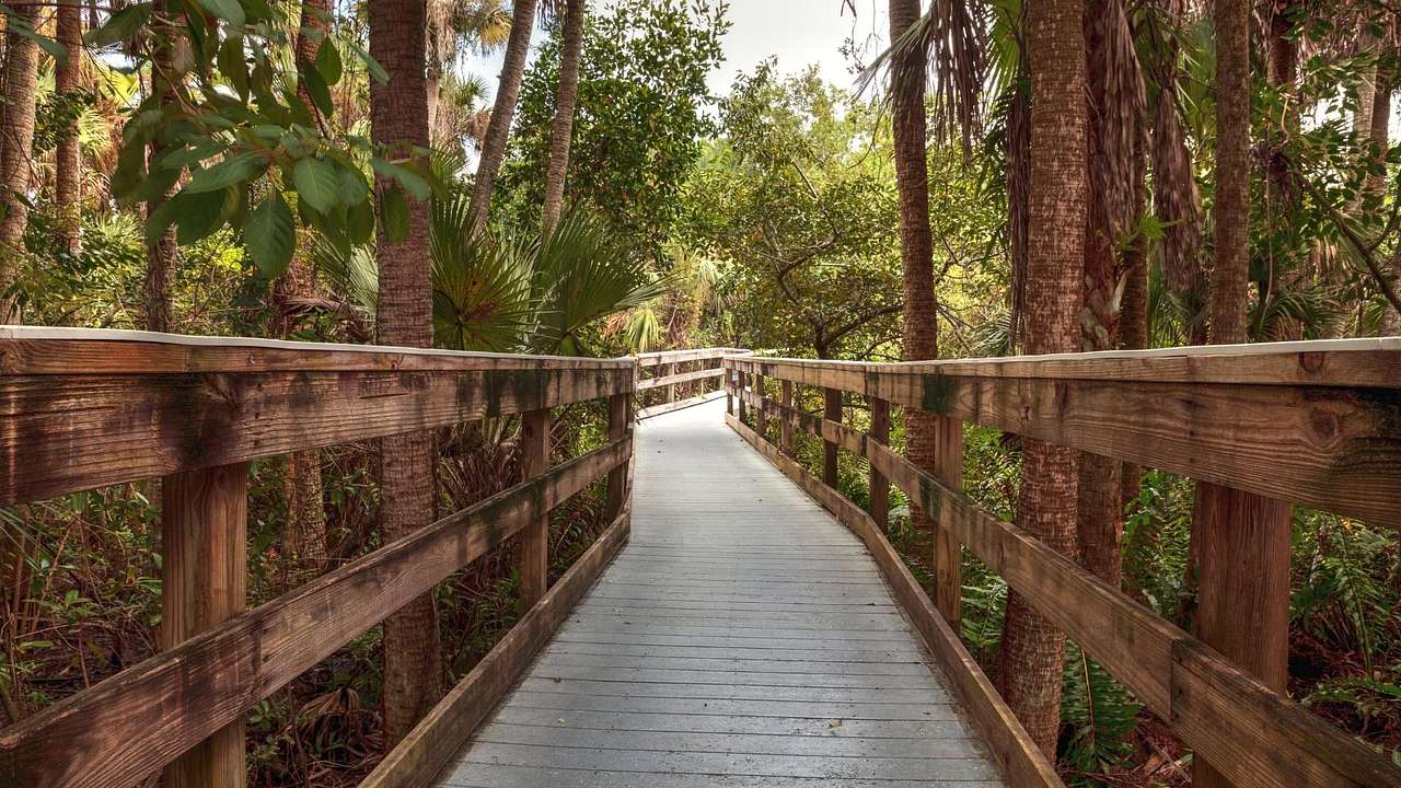 A fenced boardwalk surrounded by green bushes and palm trees