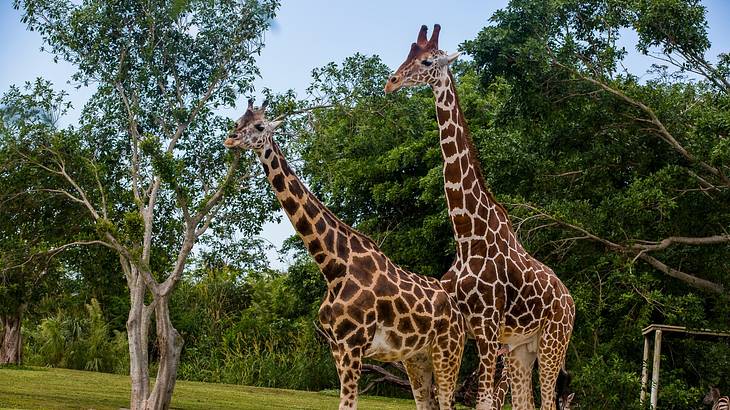 Two giraffes standing on the grass at a zoo with trees surrounding them