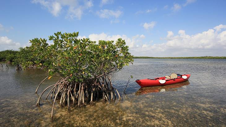 Parked red kayak on clear water, near a mangrove on a sunny day