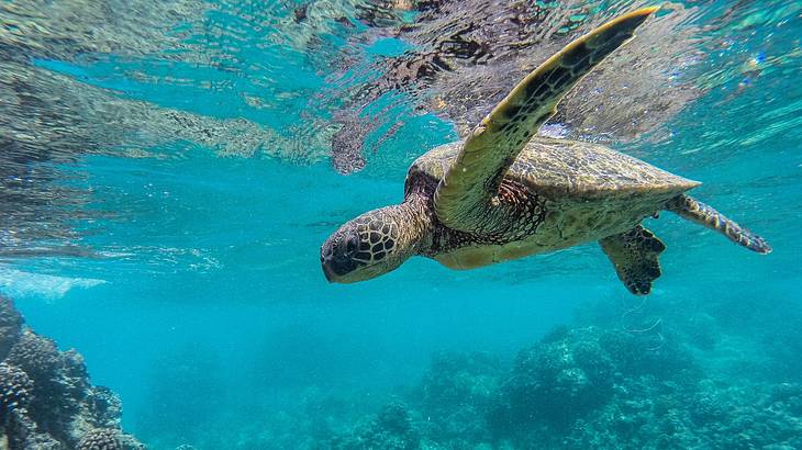 A sea turtle swimming underwater from below A sea turtle swimming underwater from below