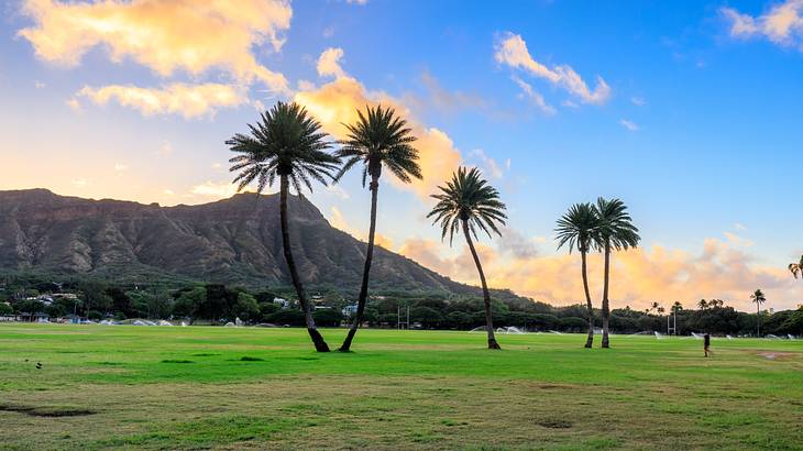 Green grass with palm trees on it and a mountain in the background