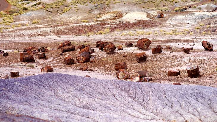 Pieces of petrified wood on white, red, and purple desert sand