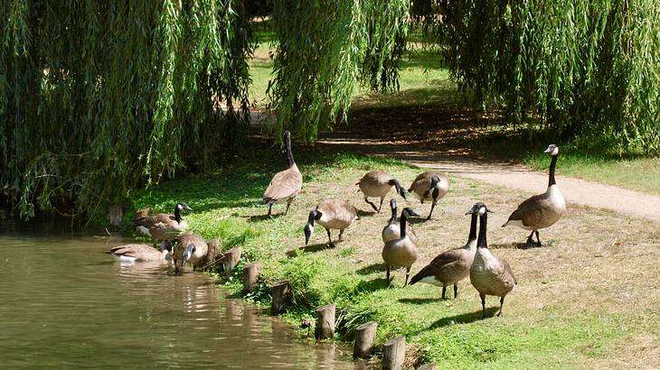 A small flock of geese gathered at the side of a lake, in a park, on a sunny day