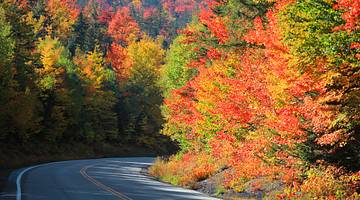 Autumn trees surrounding a winding road