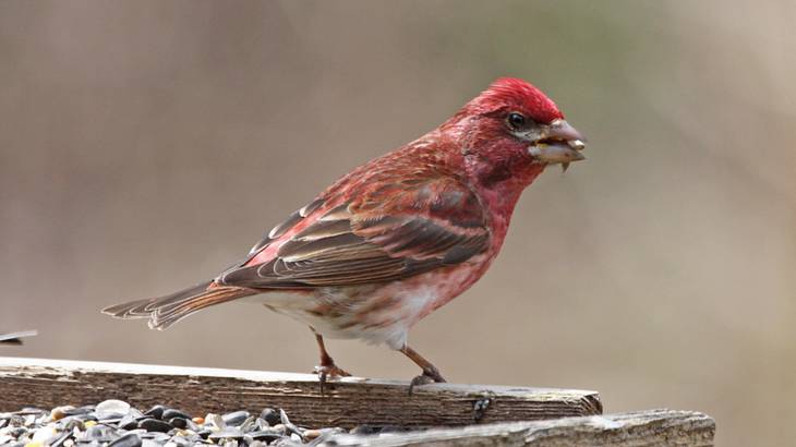A reddish bird perched on a wood