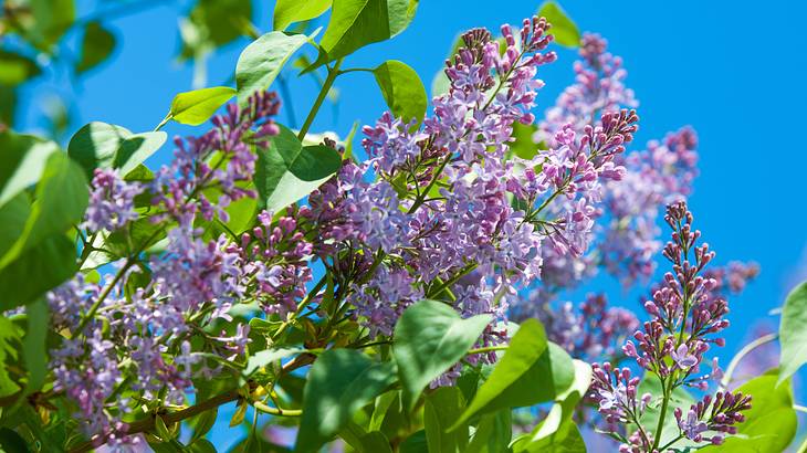 A Shrub of pinkish-violet flowers with green leaves next to a blue sky