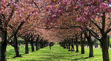 Rows of cherry blossom trees on either side of a green lawn, with a person in between