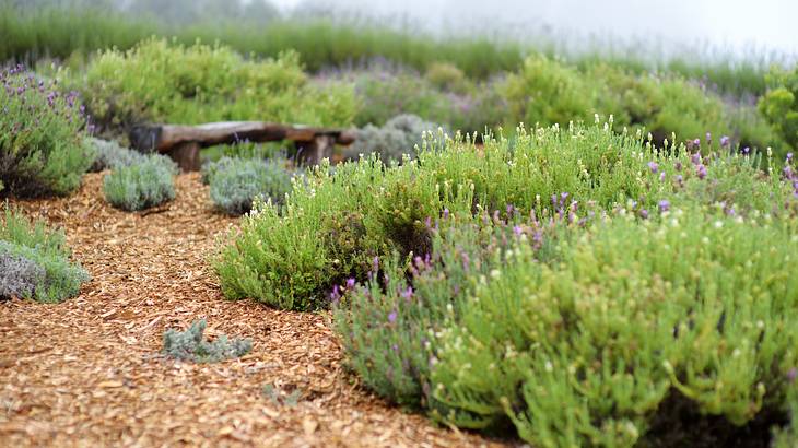 Lavender plants surrounded by gravel