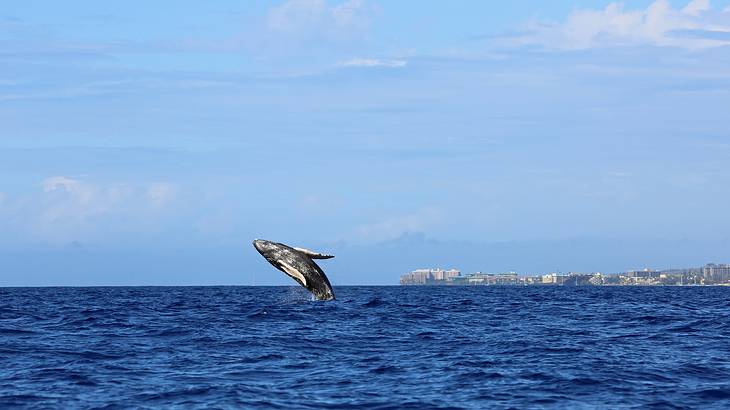 A humpback whale jumping out of the ocean with a town in the far background A humpback whale jumping out of the ocean with a town in the far background