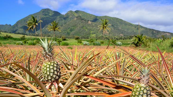 Pineapples growing on a pineapple farm with mountains and palms in the background