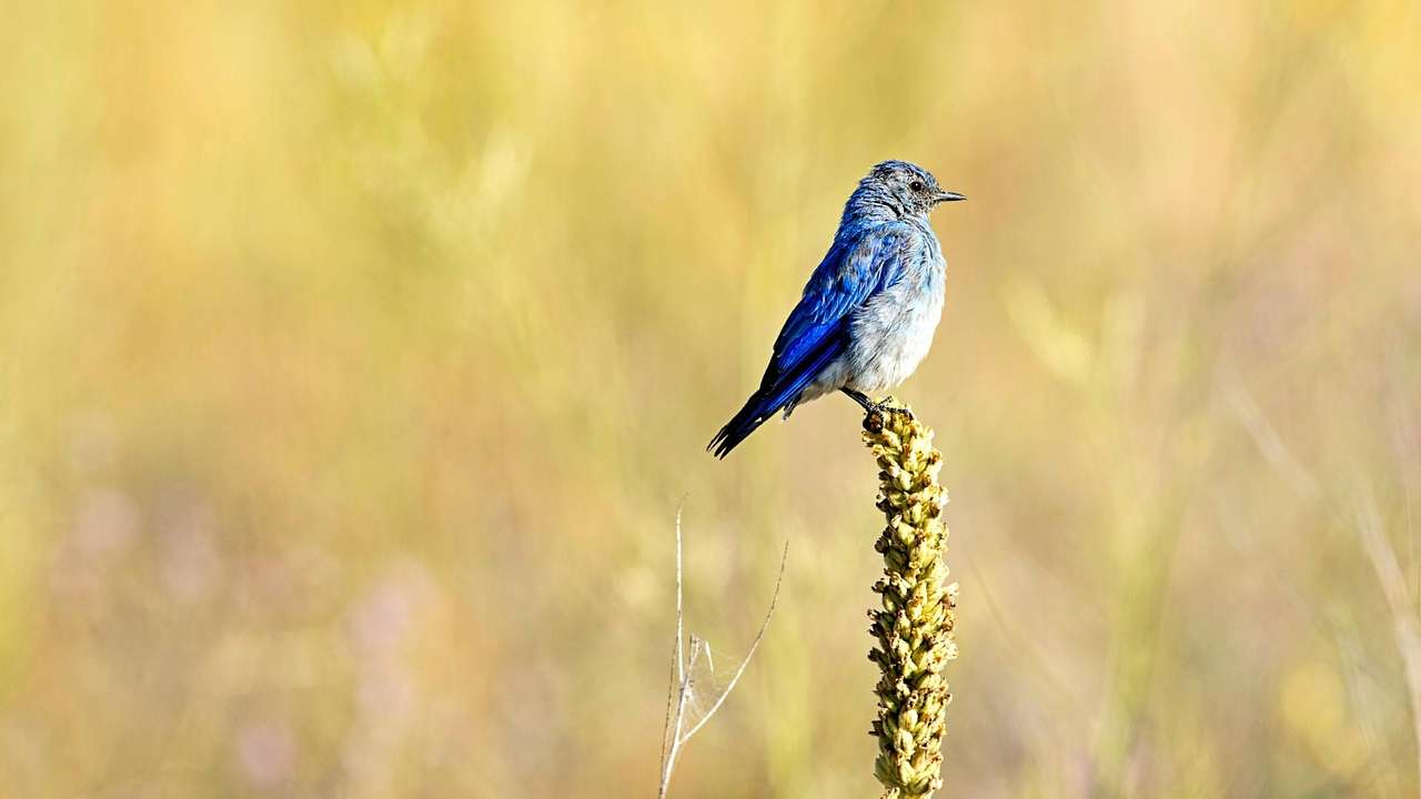 A small mountain bluebird on a yellow plant